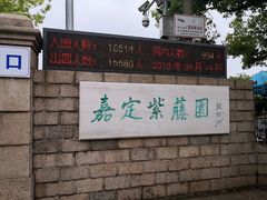 -嘉定紫藤园