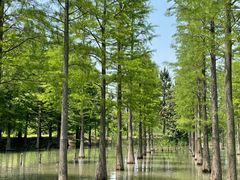 -泗洪洪泽湖湿地景区