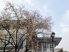 -红梅公园