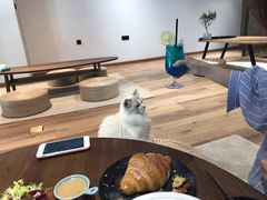 -瞄一喵猫咖(格力海岸店)