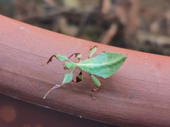 -上海大自然野生昆虫馆