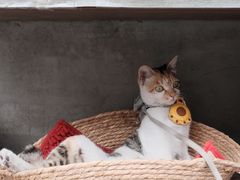 -Again Coffee Roaster(香蜜湖店)