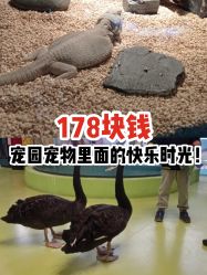 -七巧国萌宠乐园(龙湖天街店)