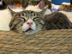 -平行世界·猫咖(首经贸店)