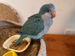 -吉丁鸟咖·异宠·寄养