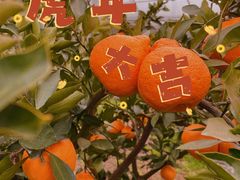 -前小桔亲子创意农场·草莓采摘·露营烧烤