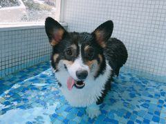 -BABYDOG宝贝狗宠物乐园(欧洲城店)