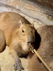 -Zoolung Zoolung动物主题公园(海信广场店)