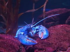 -瑞普利水族馆