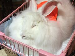 -猫色咖啡·猫咖