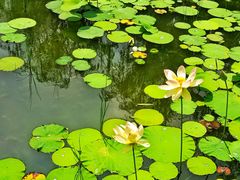 -莲花池公园
