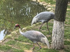 -西霞口神雕山野生动物世界