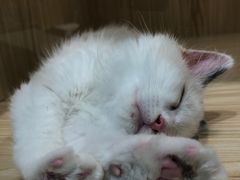 -屋虎猫馆(宝安大仟里店)