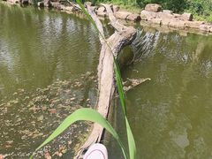-上海滨江森林公园