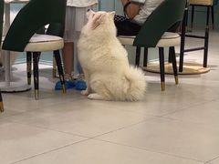 -安格丽娜·狗咖·猫咖羊驼咖(春熙路百盛商场店)
