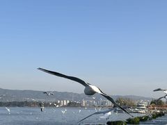 -洱海月湿地公园