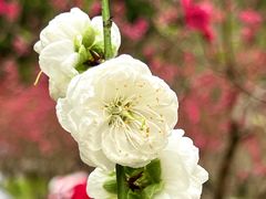 -桃花涧