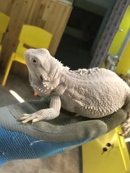 -神奇动物撸宠馆·羊驼·小浣熊·异宠(豫园店)