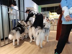 -Husky Go! 哈士奇体验馆·宠物咖啡厅狗咖
