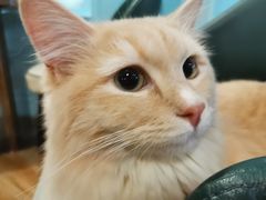 -遇见羊驼·奶狗咖·布偶猫咖·法斗柯基柴犬阿拉斯加(春熙路太古里IFS店)