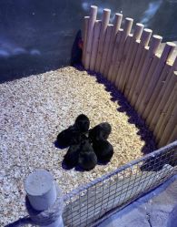 -酷嗒动物文化乐园(cutezoo西溪乐天城店)