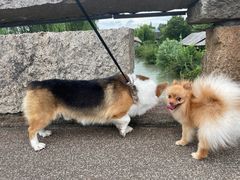 -乌村