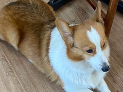 -有猫主题·治愈系猫咖(曾厝垵店)