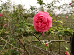 -花博汇(知音花月夜)