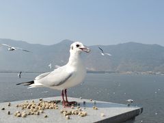 -海埂大坝