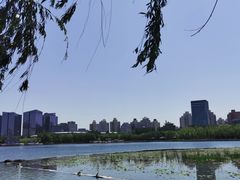 -莲花池公园