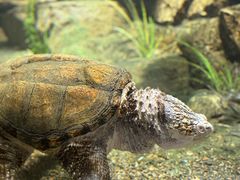 -帕帕拉兹宠物(亚洲旗舰店)