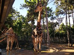 -清迈夜间动物园