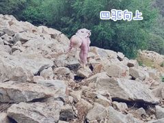 -六里坪国家森林公园