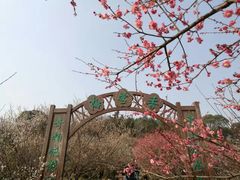 -香雪海