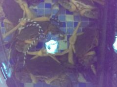 android_upload_pic-渔家海鲜舫(宝湖路店)