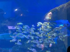 -海合安武汉极地海洋公园