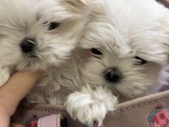 -天宠宠物医院24小时·急重症诊疗中心·全科·腔镜特色(和平分院)