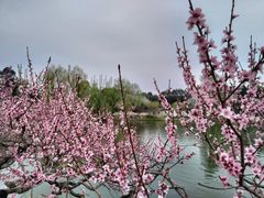 -秀丽东方