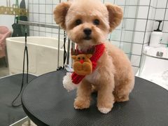 -Pets First伊珊娜洗护·精致美容·家庭式寄养(新会路店)