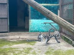 -昆明动物园