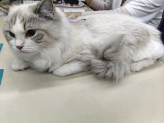 -瑞派动物医院·猫专科·至诚(江南中分院)