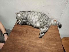 -猫友咖啡店(玉林西路店)