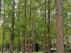 -黄海国家森林公园