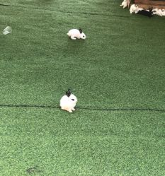 -萌宠亲子动物乐园(槐房万达店)