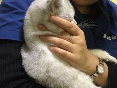 -瑞鹏宠物医院·爱宠堂·骨外专科(西荷分院)