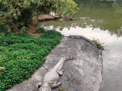 -广州长隆飞鸟乐园