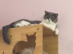 -我爱猫咪·猫咖·狗咖·安哥拉兔·羊驼咖(小寨华旗店)