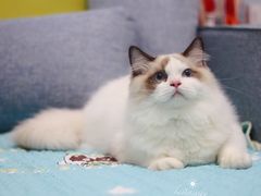 -Bastet sally猫舍购宠(静安店)