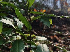 -南京市江宁方山