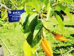 -中国科学院西双版纳热带植物园
